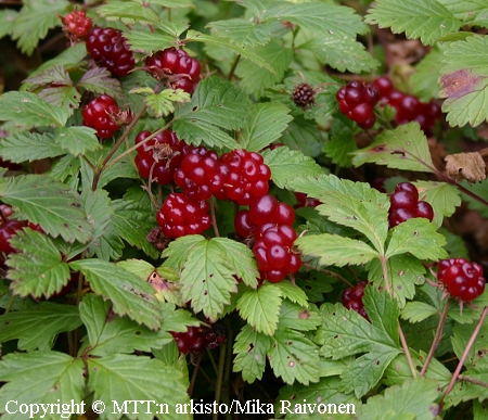 Rubus arcticus 'Pima'